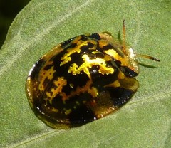 Aspidimorpha maculatissima