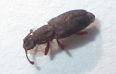 Monotoma johnsoni