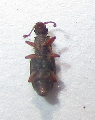 Monotoma johnsoni