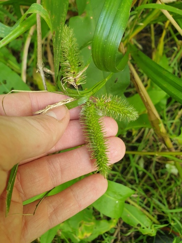 Carex comosa, photograph 4