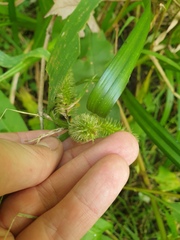 Carex comosa, photograph author not stated, no rights reserved