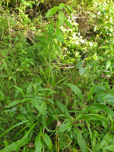 Carex comosa, photograph 3