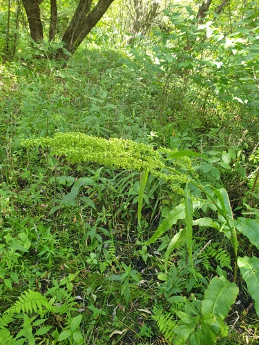 Rumex britannica, photograph 5