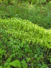 author not stated, no rights reserved Rumex britannica, photograph author not stated, no rights reserved
