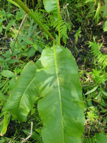 Rumex britannica, photograph 6