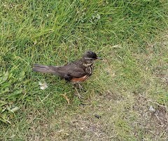 Turdus iliacus coburni