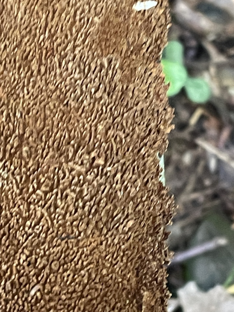 brown-toothed crust fungus · August 2026 · photo: Photo: (c) Mical, some rights reserved (CC BY) · iNaturalist