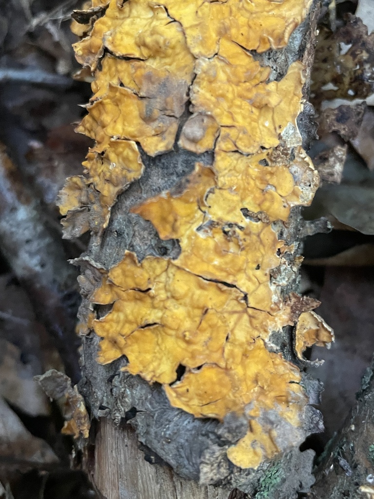 crowded parchment · August 2026 · photo: Photo: (c) Mical, some rights reserved (CC BY) · iNaturalist