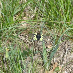 Libelloides coccajus