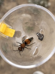 Pseudomethoca propinqua