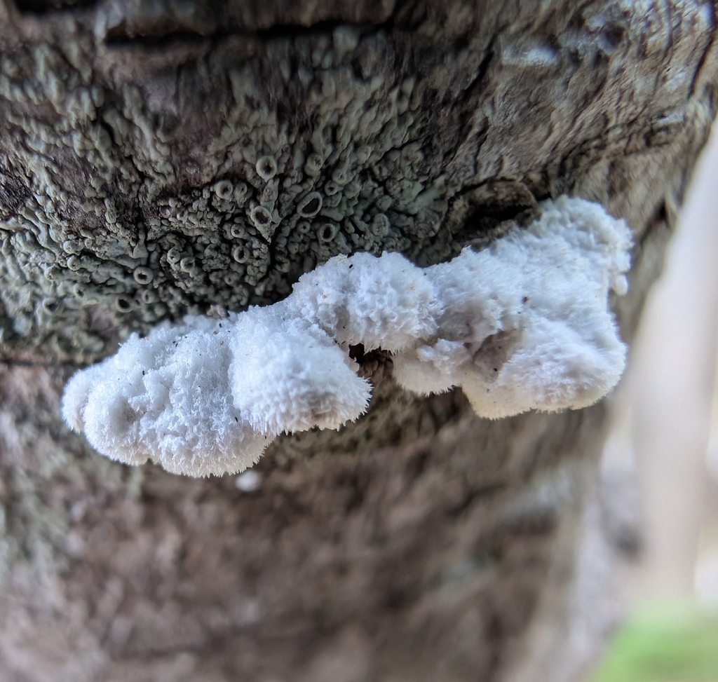 splitgill mushroom · August 2026 · photo: Photo: no rights reserved · iNaturalist