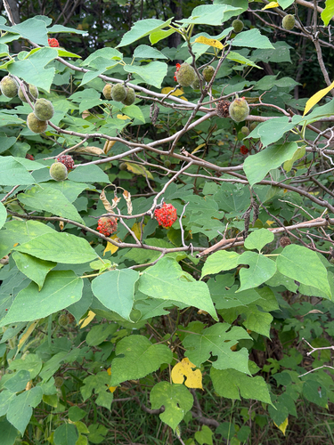 Paper mulberry