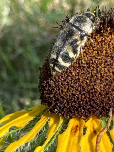 Acmaeodera mixta