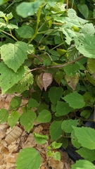 Physalis cordata