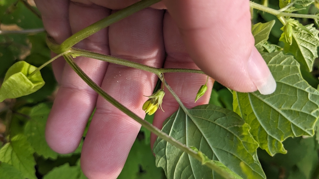 Physalis cordata; photograph author not stated, no rights reserved