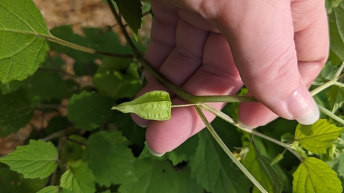 Physalis cordata, photograph 2