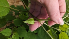 author not stated, no rights reserved Physalis cordata, photograph author not stated, no rights reserved