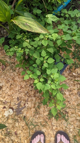Physalis cordata, photograph 3