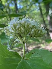 Viburnum bracteatum