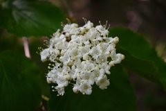 Viburnum bracteatum