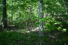 Viburnum bracteatum