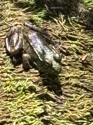 Green Frog