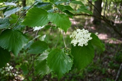 Viburnum bracteatum