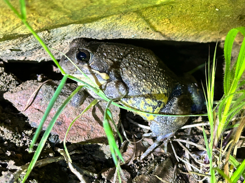 Eastern Banjo Frog