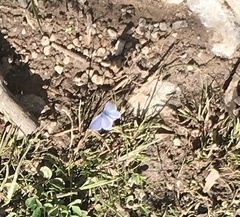 Celastrina echo