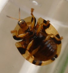 Aspidimorpha maculatissima