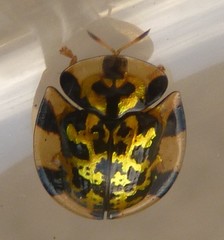 Aspidimorpha maculatissima