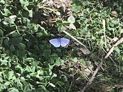 Celastrina echo