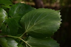 Viburnum bracteatum
