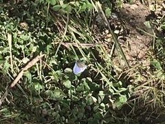 Celastrina echo