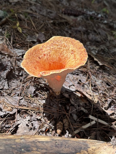 Turbinellus