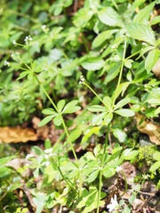 Galium echinocarpum