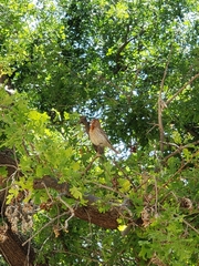 Haemorhous mexicanus