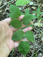 Clematis glaucophylla