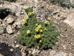 Cusickiella quadricostata