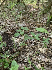 Clematis glaucophylla