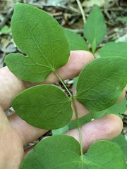 Clematis glaucophylla