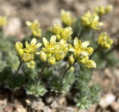Cusickiella quadricostata