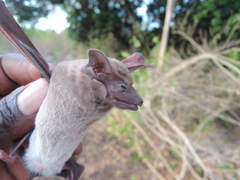 Taphozous hildegardeae
