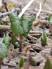 Parasenecio kamtschaticus