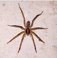Lycosidae