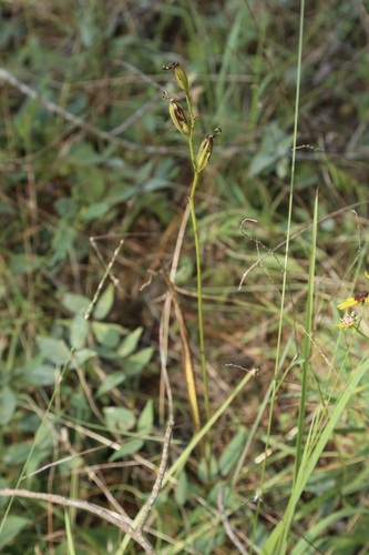 Calopogon tuberosus, photograph 4