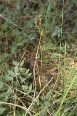 Calopogon tuberosus, photograph (c) Reid Hardin, some rights reserved (CC BY)