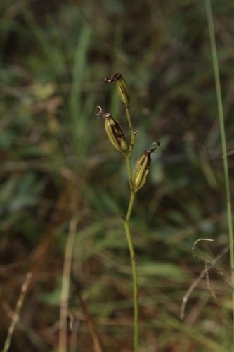 Calopogon tuberosus, photograph 3