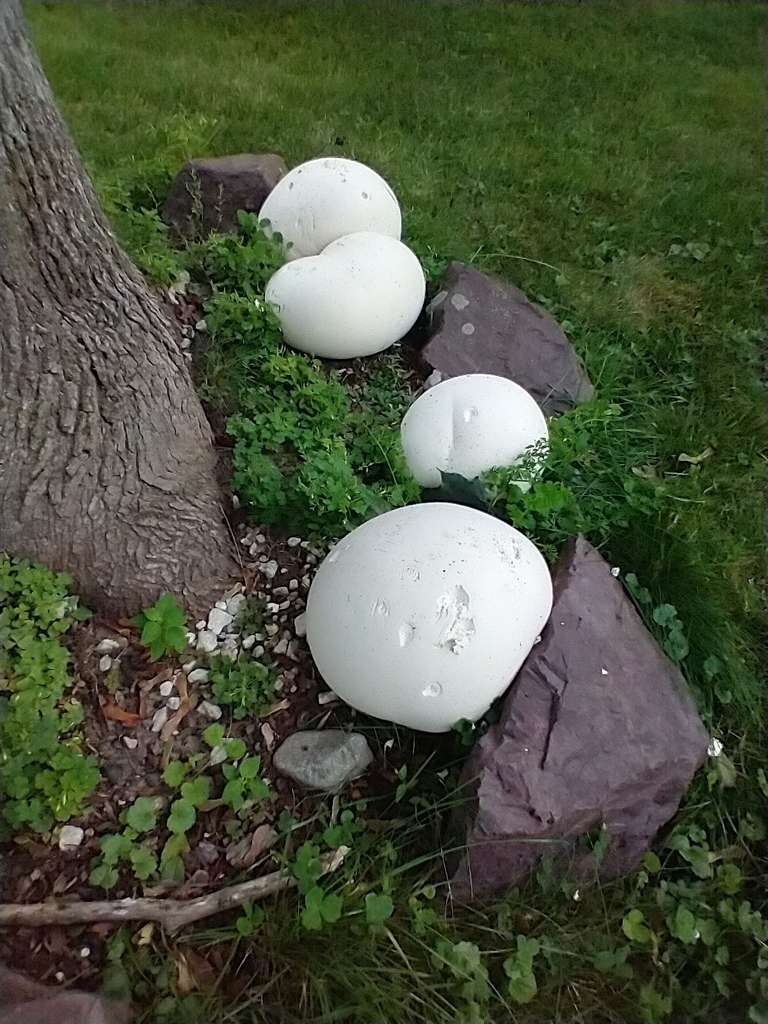 giant puffball · August 2026 · photo: Photo: (c) Tom Norton, some rights reserved (CC BY) · iNaturalist