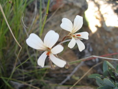 Pelargonium barklyi